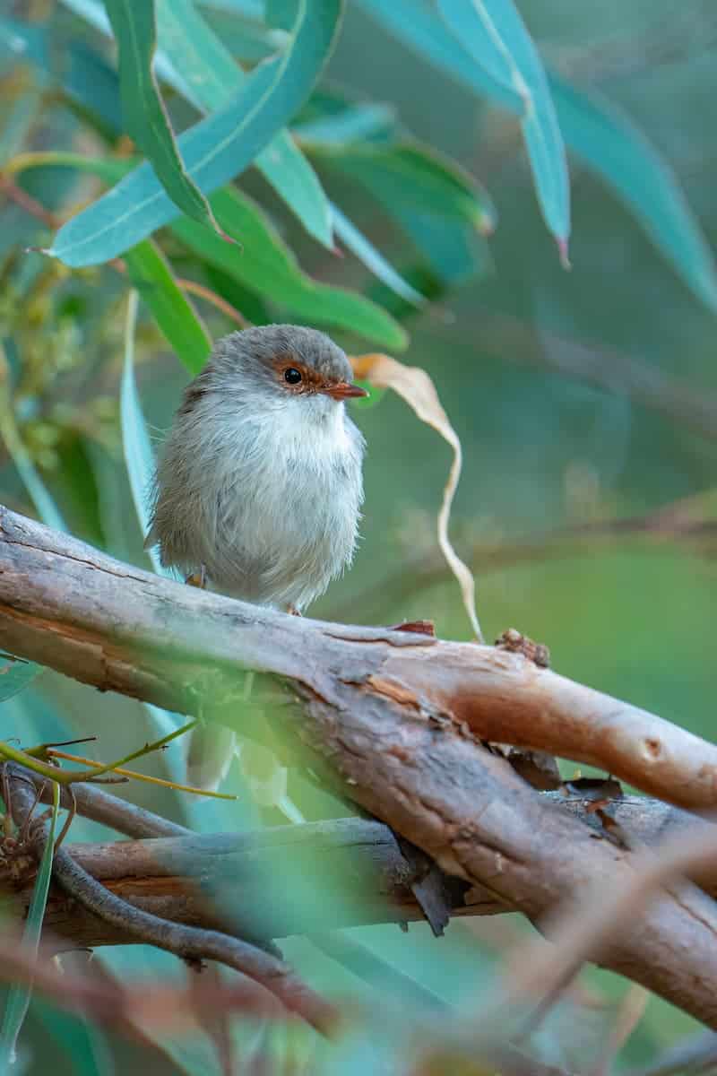 female Superb Fairy-wren Adelong NSW Australia