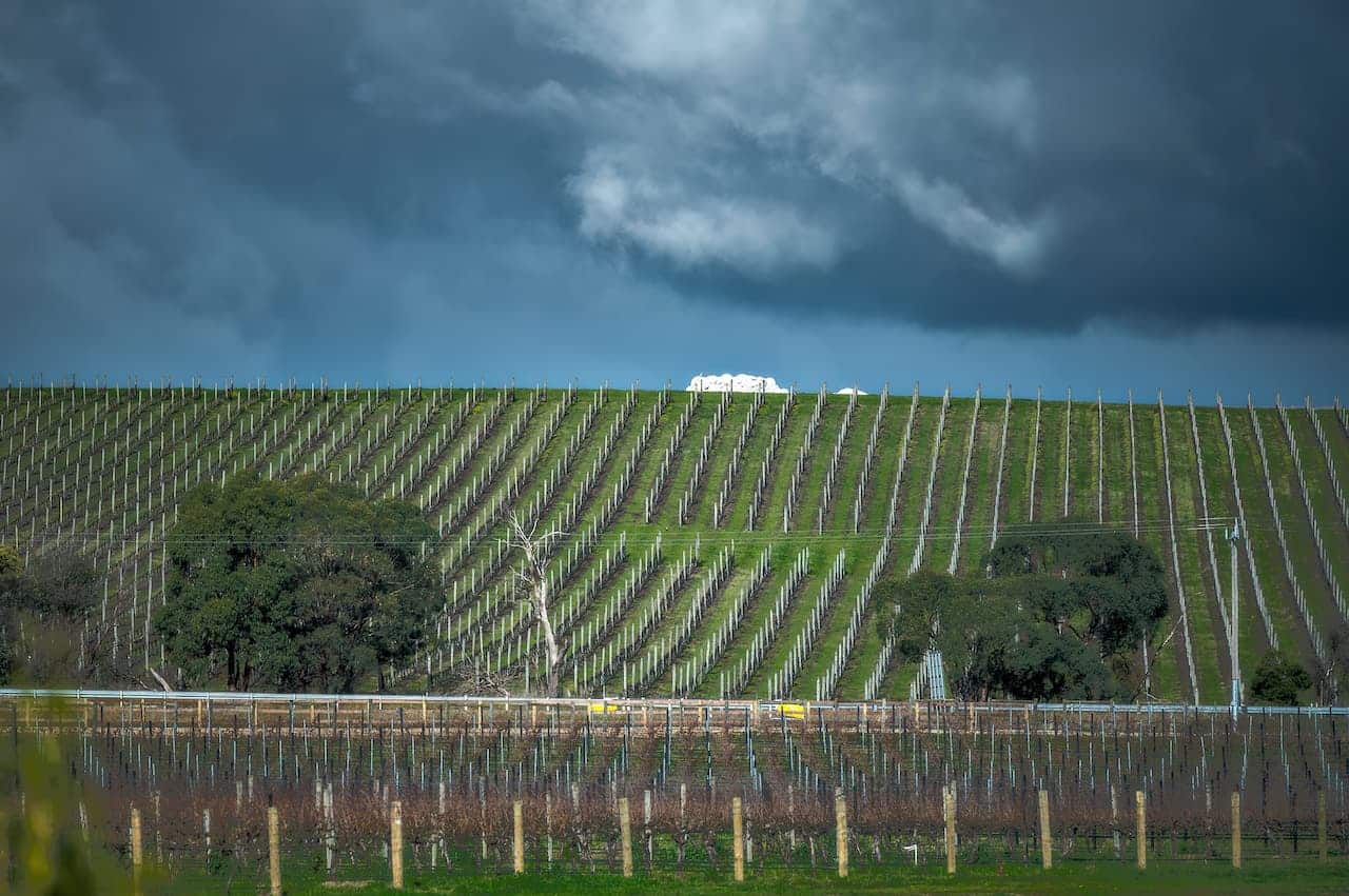 Vineyards At A Winery 1280x851