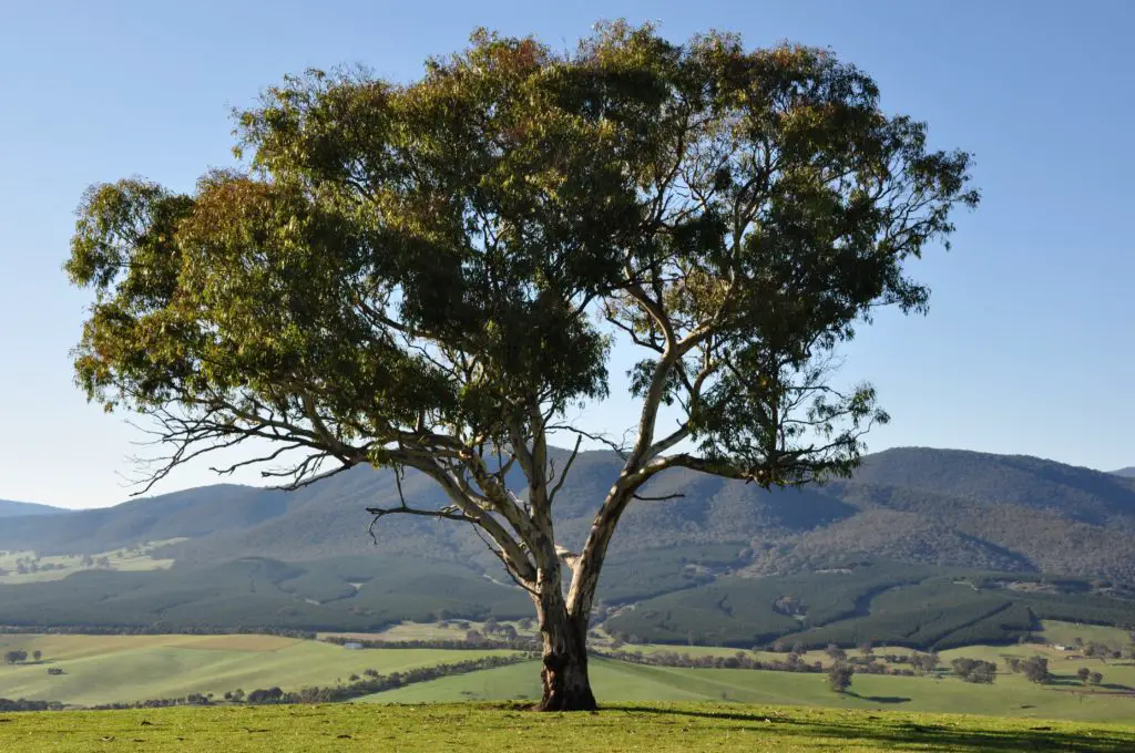 Southern Cloud Memorial Lookout