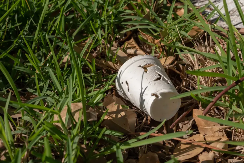 Clean Up Australia Day in The Snowy Valleys Styrofoam cup