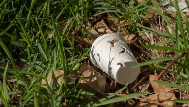 Clean Up Australia Day in The Snowy Valleys Styrofoam cup