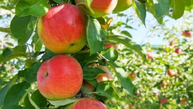 Red apples on the tree in a Batlow orchard, Snowy Valleys NSW