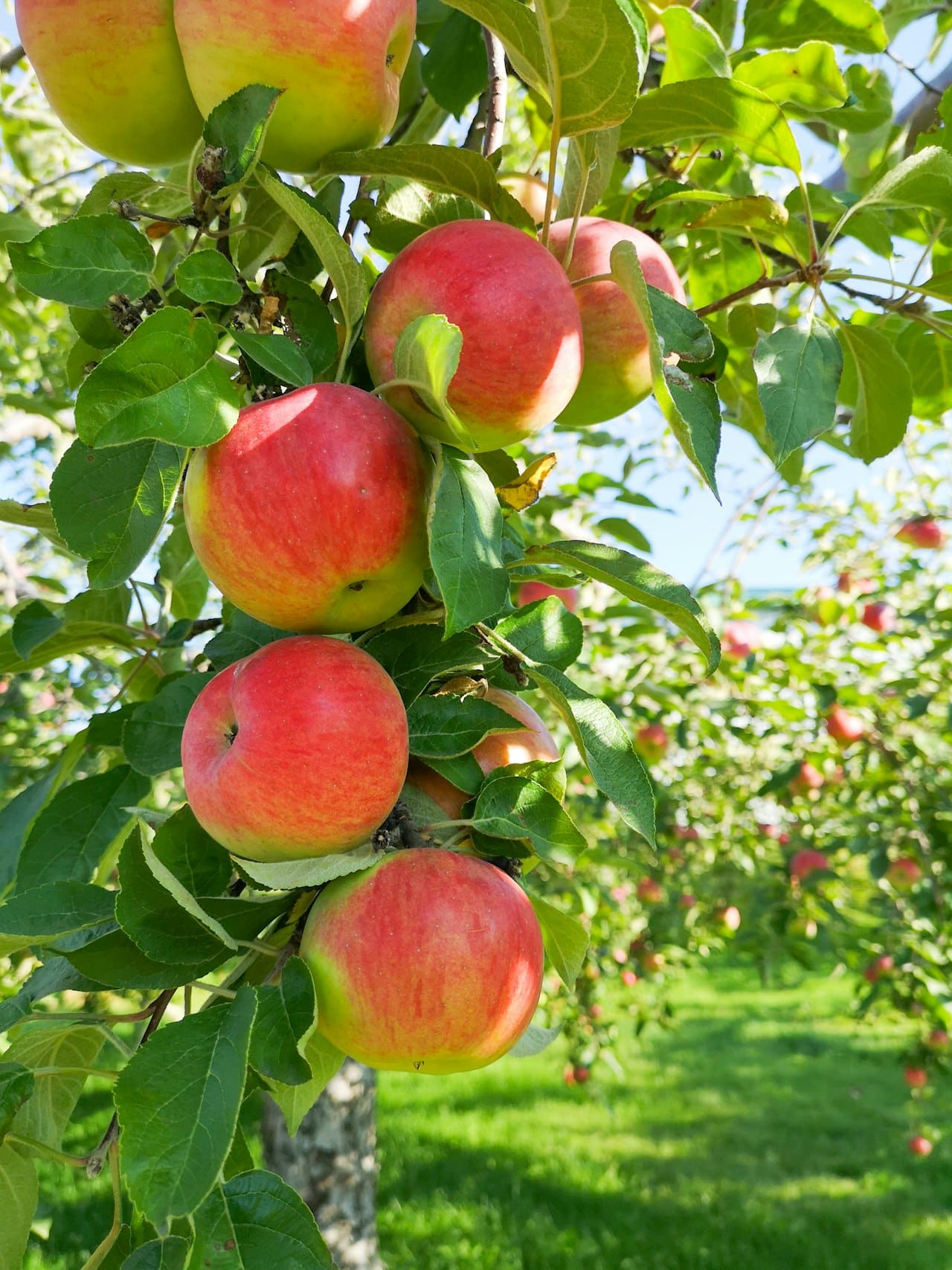 Autumn In Batlow: Apples, Cider & The Best Time To Visit The Snowy Valleys